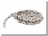 Kette Campagnolo 11-fach